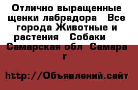 Отлично выращенные щенки лабрадора - Все города Животные и растения » Собаки   . Самарская обл.,Самара г.